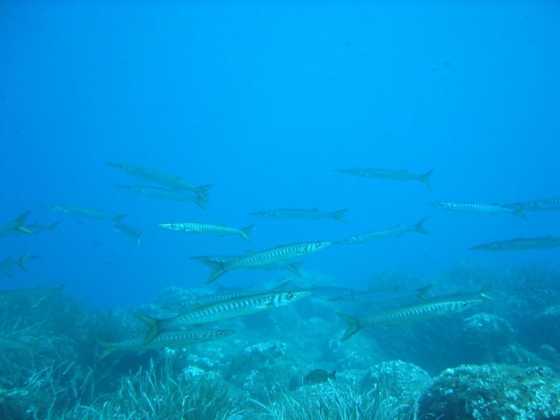 Elba - Bild 2 von 28 - Barracuda im Gras