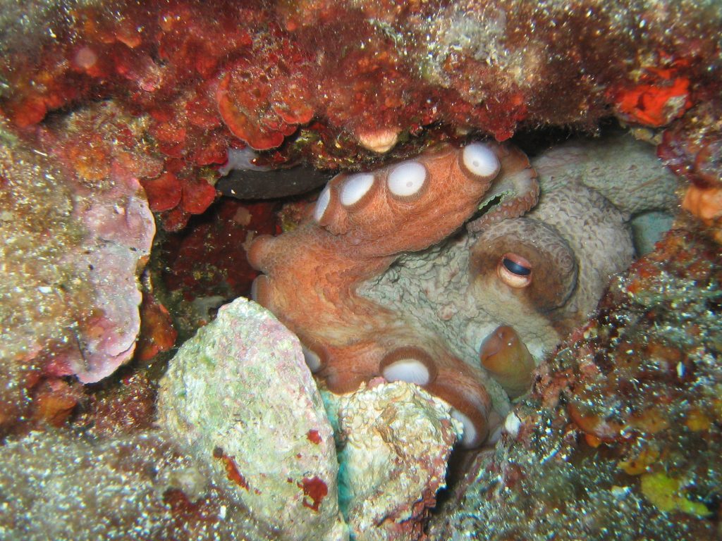 Elba - Bild 10 von 28 - Oktopus3