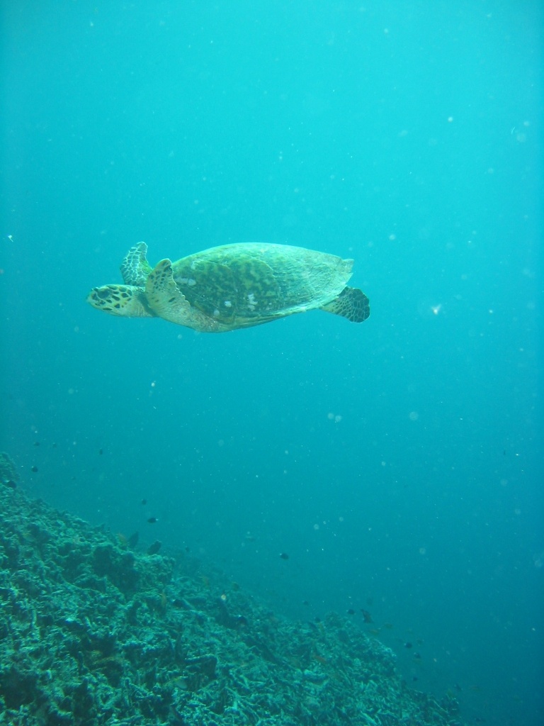 Indonesien - Bild 10 von 67 - Trawangan - Wasser - Schildkroete