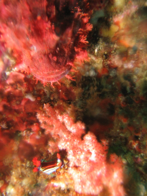 Indonesien - Bild 22 von 67 - Lombok - Wasser - Drachenkopf mit Schnecke