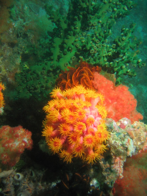 Indonesien - Bild 23 von 67 - Lombok - Wasser - Krustenanemone