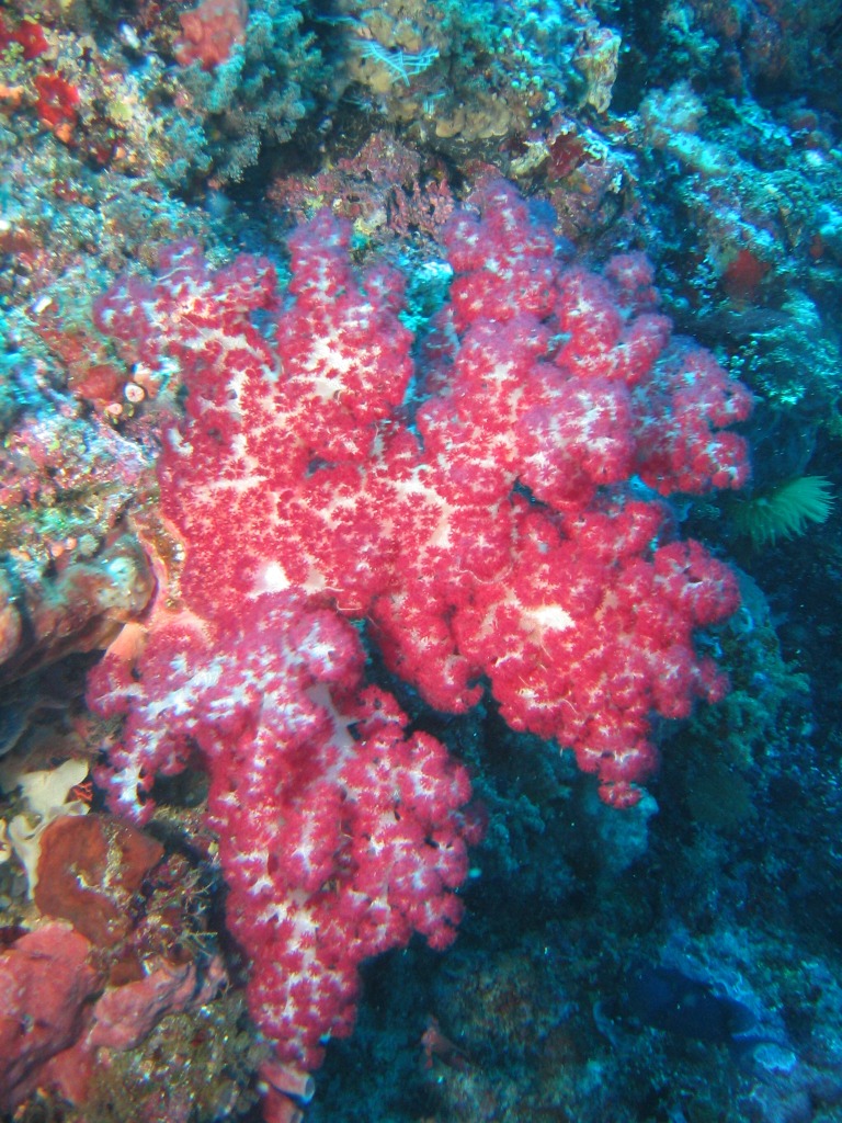 Indonesien - Bild 34 von 67 - Manado - Wasser - Rote Weichkoralle