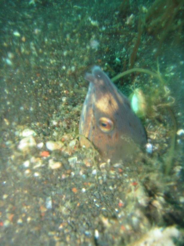 Indonesien - Bild 51 von 67 - Lembeh - Wasser - Schlangen-Aal