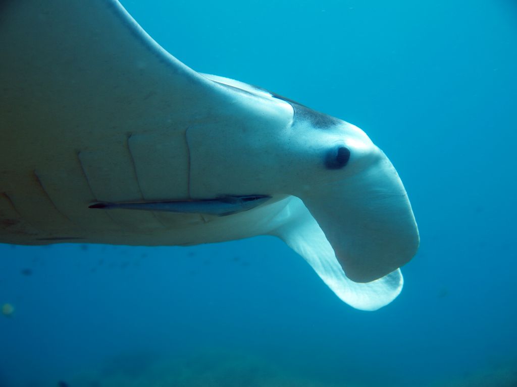 Manta 