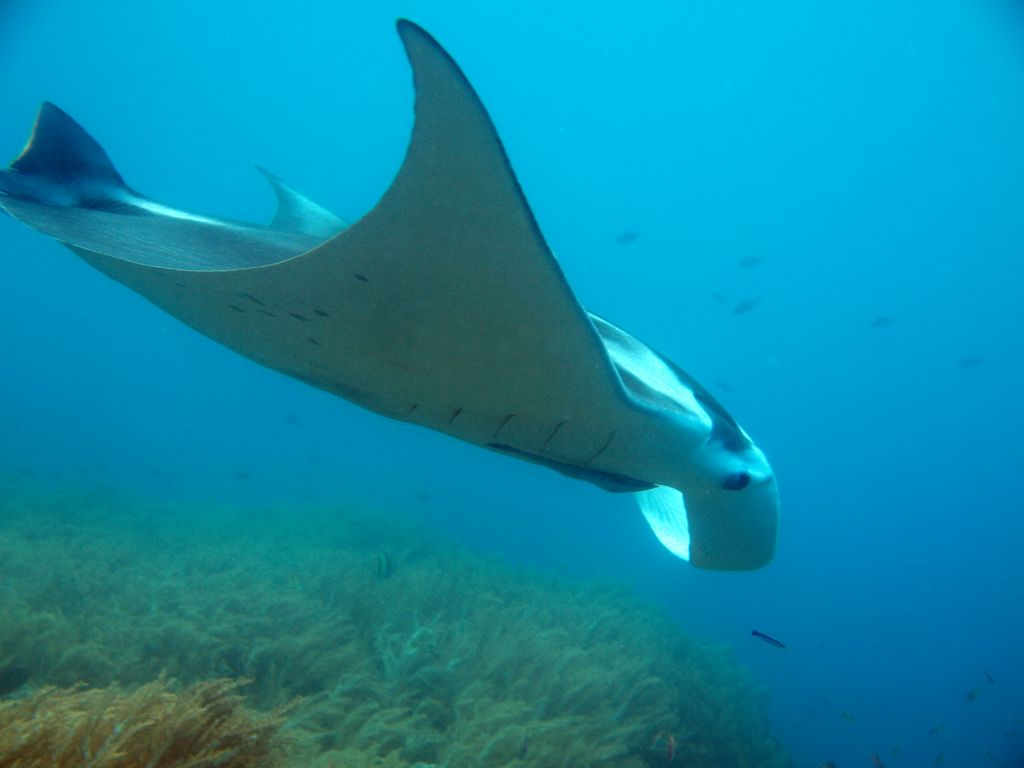 Manta 