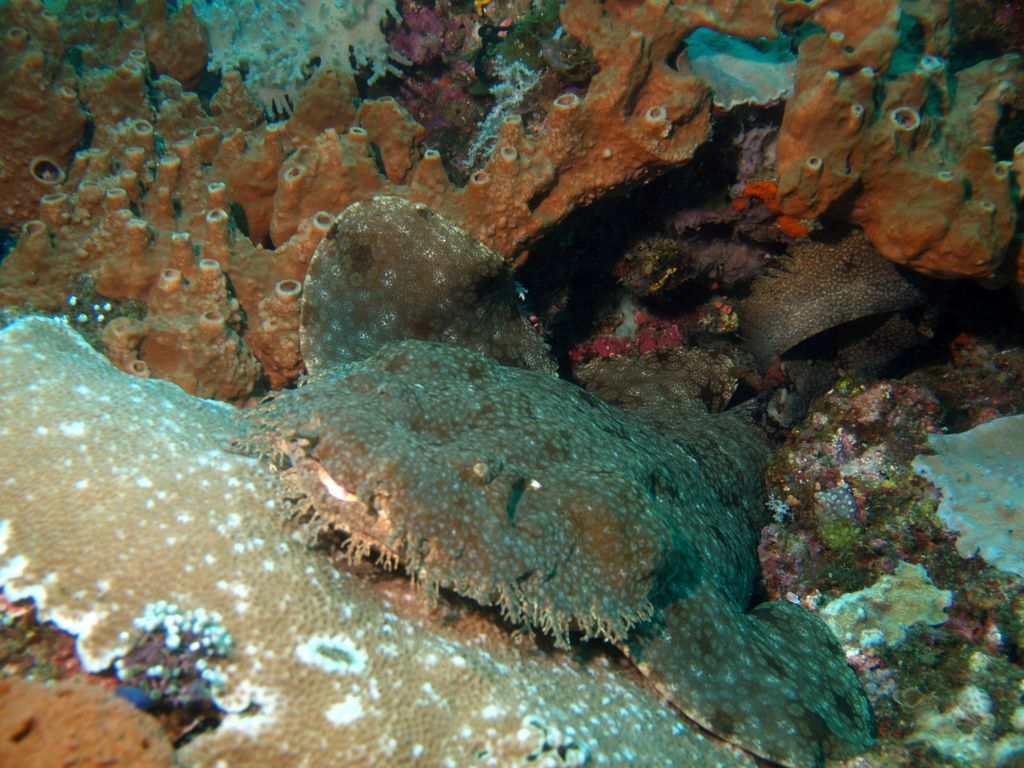 Teppichhai, Wobbegong 