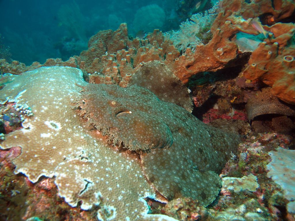 Teppichhai, Wobbegong 