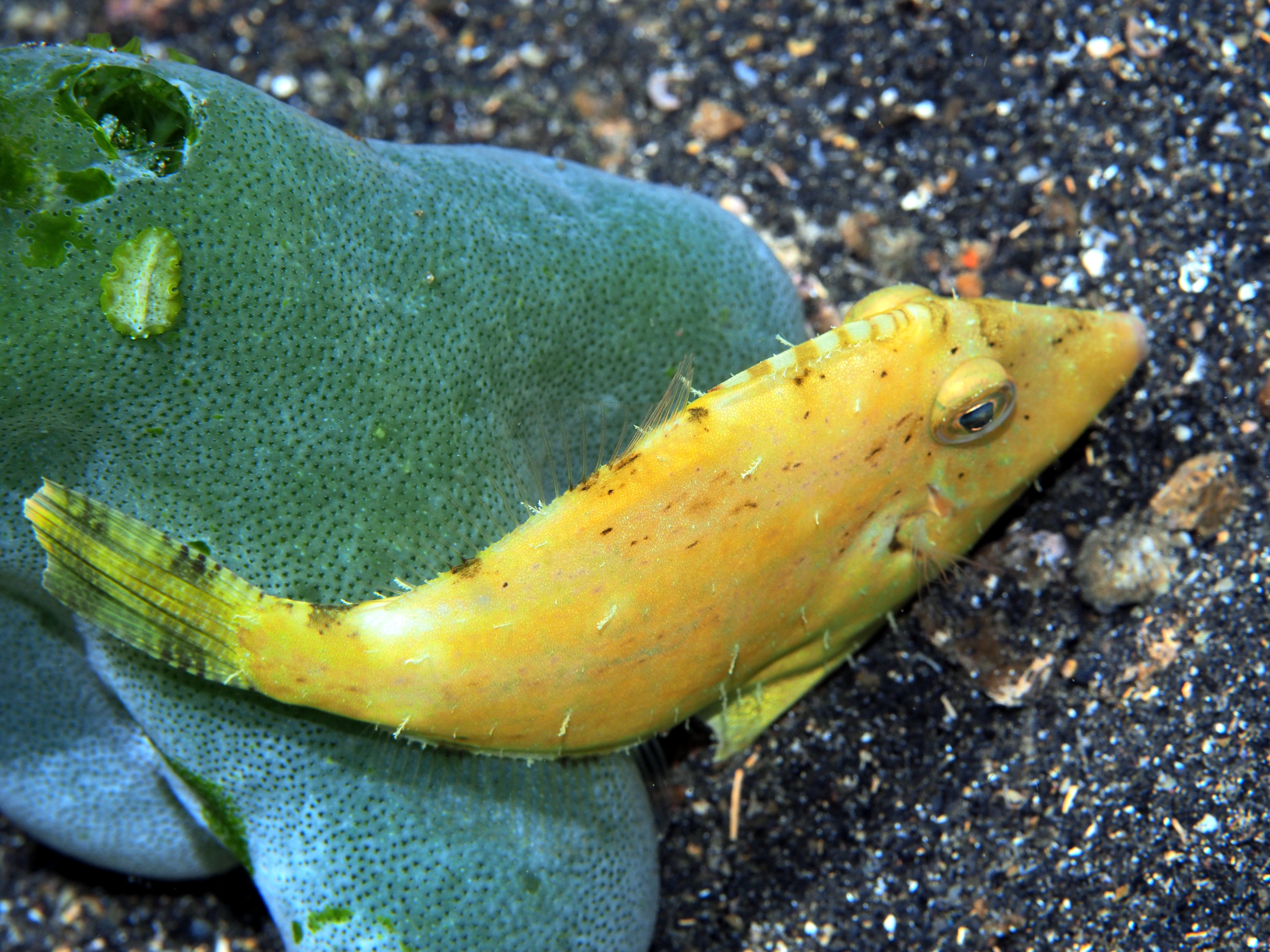 Indonesien6 134 von 164