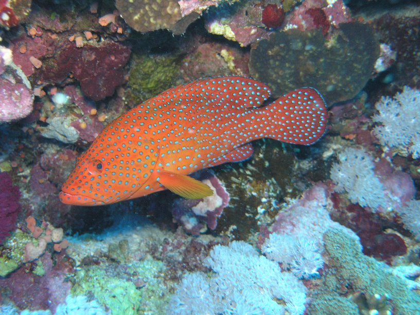 Große Marinepark Tour - Bild 15 von 110 - Juwelenbarsch        