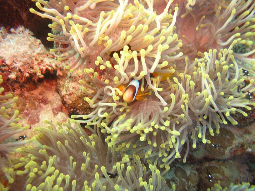 Große Marinepark Tour - Bild 31 von 110 - Anemone              