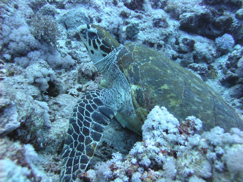 Große Marinepark Tour - Bild 60 von 110 - Schildkröte          