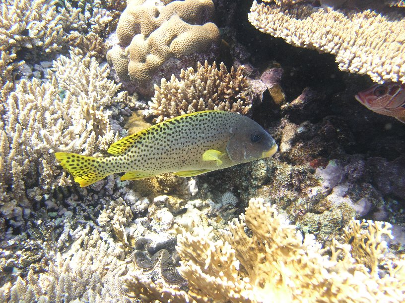 Große Marinepark Tour - Bild 96 von 110 - Süßlippe             