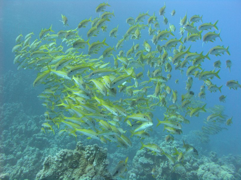 Große Marinepark Tour - Bild 95 von 110 - ... und viele        