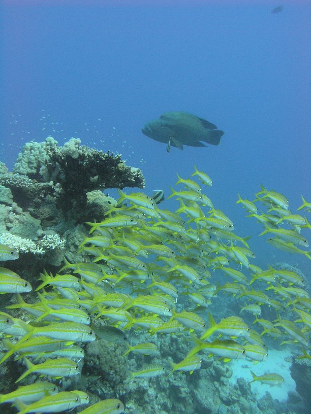 Große Marinepark Tour - Bild 87 von 110 - Gelbstriemen         