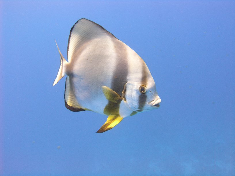 Große Marinepark Tour - Bild 94 von 110 - Fledermausfisch      