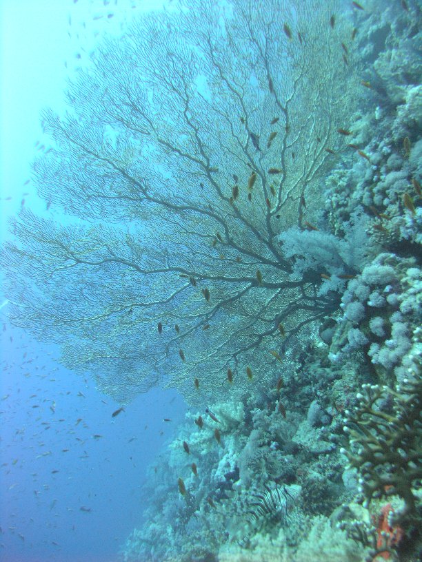 Große Marinepark Tour - Bild 68 von 110 - Fächer               